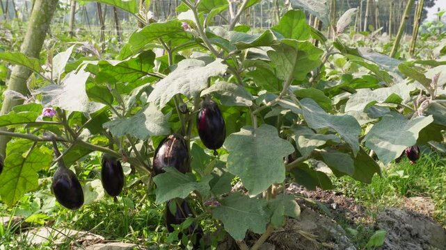 Eggplant, aubergine, brinjal, or baigan is a plant witch is growing on field