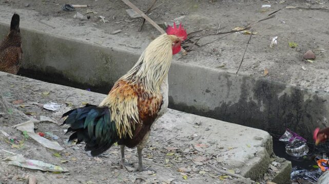 Desi Indian rural cock hen


