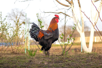 large thoroughbred rooster with black and brown feathers in the garden in spring