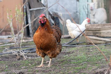 Brown and white chicken in the garden in spring