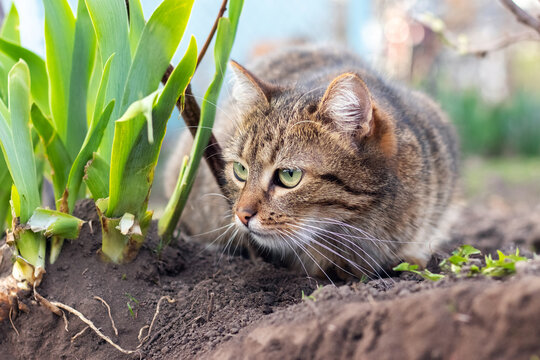 A brown tabby cat lurks in the garden among the greenery, watching for prey.