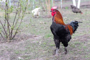 large thoroughbred rooster and chickens in the garden on the farm in spring