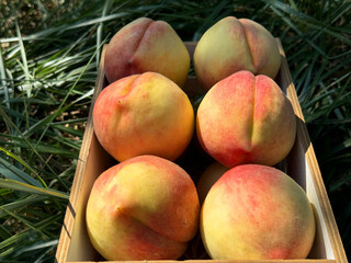 Fresh peaches fruits in crate.