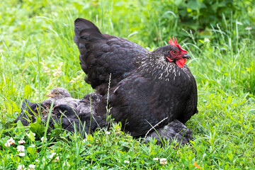 The black hen with small chicks is in the garden amidst the green grass