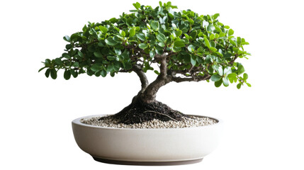Bonsai, isolated on transparent background
