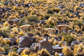 Herd of vicunas on a chilean mountain