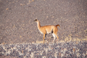 Young guanaco in the chilean wilderness