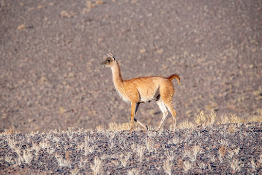 Young guanaco in the chilean wilderness