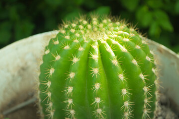 Cactus redondo con espinas