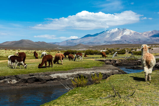 Herd of alpacas grazing in front of Isluga volcano