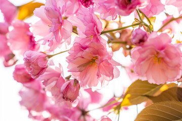 Pink sakura flowers blooming in spring sunlight: cherry blossom in japan