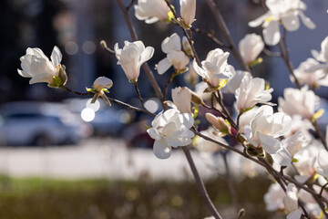 White magnolia flowers blooming on branches in spring sunlight