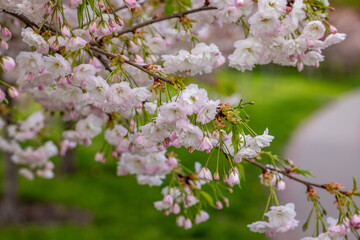 Delicate cherry blossoms adorning spring branches in a serene garden