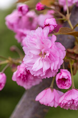 Japanese cherry blossoms blooming in springtime