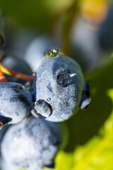 Close-up of ripe blueberries with water droplets growing on a bush