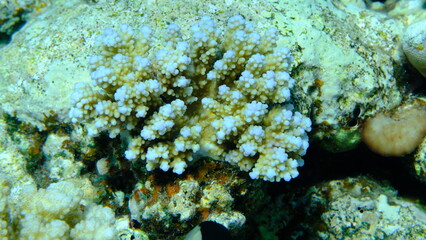 Stony coral Acropora squarrosa undersea, Red Sea, Egypt, Sharm El Sheikh, Montazah Bay