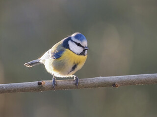 Blaumeise (Cyanistes caeruleus / Parus caeruleus)