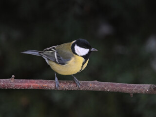 Kohlmeise (Parus major)