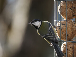 Kohlmeise (Parus major) beim Futterhaus, frißt Meisenknödel