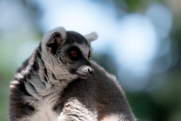 this is a close up of a ring tailed lemur