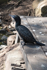 the little black cororant is on a pier looking up