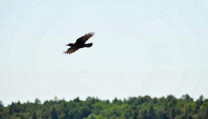 Crow flying over green forest canopy under clear sky, freedom symbol