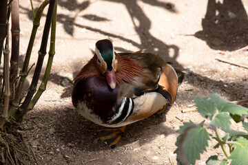 this is a male mandarin duck
