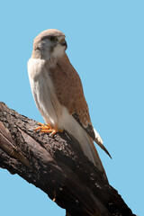 the nankeen kestrel is perched on a branch