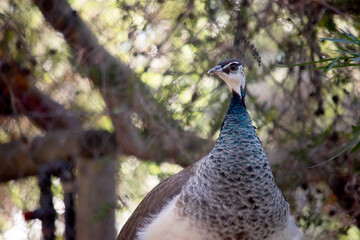 this is a close up of a peahen