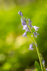Hiacyntowiec zwyczajny (Hyacinthoides) (Hispanica Blue) lub Cebulica hiszpańska (Scilla Hispanica) fioletowe kwiaty, sezon wiosenny w lesie, zielone tło lub zielona tapeta © anettastar