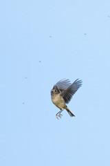 Hungry Bluegray Gnatcatcher bird chases flying insects in the air as they swarm around