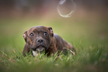 puppy in grass
