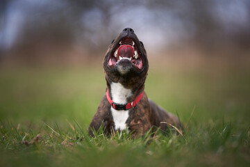 american staffordshire terrier
