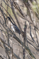 Bluegray gnatcatcher bird has successfully caught a mealworm in the branches of a tree to eat as a meal