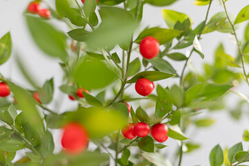 Holiday decoration with Red berries