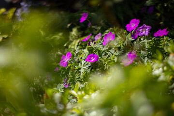 Bodziszek czerwony 'Max Frei' Geranium sanguineum, różowe kwiaty, sezon wiosenny w ogrodzie, zielone tło lub kwiatowa tapeta © anettastar