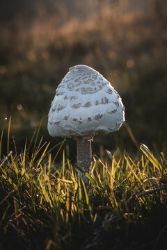 Closeup Of A White Mushroom In The Grass On A Field. The Sunlight Illuminates The Grass