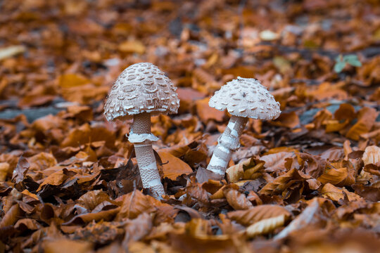 Closeup Of Two White Mushrooms In A Forest During Autumn. Orange And Yellow Leaves On The Ground