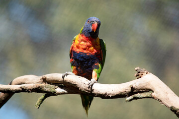 the rainbow lorikeet is perched on a branch