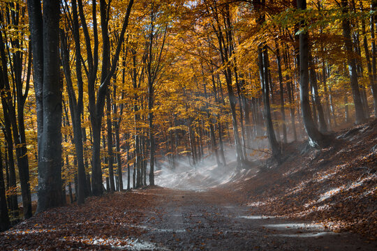 Foggy Forest Landscape During Autumn. Yellow And Orange Leaves On The Trees, Forest Road