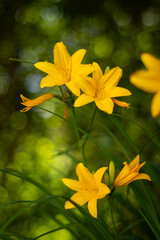 Liliowiec mniejszy (Hemerocallis minor), żółte kwiaty w ogrodzie wiosennym, jasne tło kwiatowe lub tapeta do projektu    © anettastar