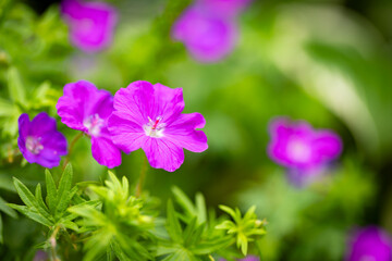 Bodziszek czerwony 'Max Frei' Geranium sanguineum, różowe kwiaty, sezon wiosenny w ogrodzie, zielone tło lub kwiatowa tapeta