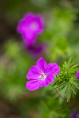Bodziszek czerwony 'Max Frei' Geranium sanguineum, różowe kwiaty, sezon wiosenny w ogrodzie, zielone tło lub kwiatowa tapeta © anettastar