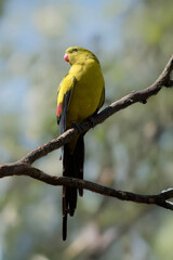 the regent parrot is perched on a branch