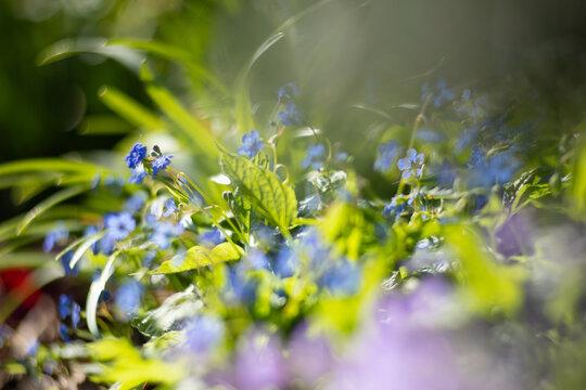 Ułudka wiosenna (Omphalodes verna), niebieskie kwiaty, sezon wiosenny w ogrodzie, zielone tło lub zielona tapeta