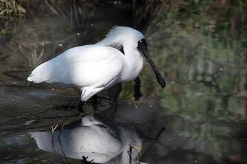 this is a side view of a royal spoonbill