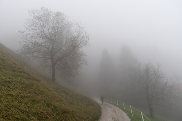 Hiker walking on a foggy country road near bare trees