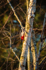 A vibrant woodpecker perched on a tree trunk
