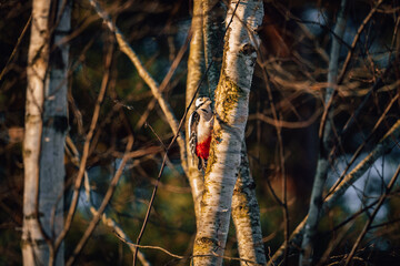 A vibrant woodpecker perched on a tree trunk