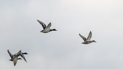 A flock of wild ducks soaring gracefully against a clear blue sky, showcasing the beauty of nature in motion